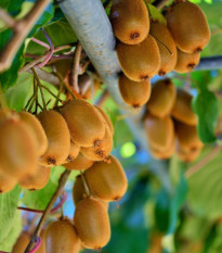 Kiwi čínske - Actinidia  chinensis - semená kiwi - 5 ks