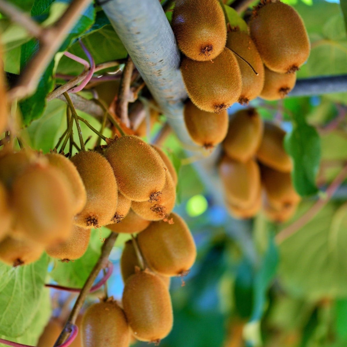 Kiwi čínske - Actinidia  chinensis - semená kiwi - 5 ks