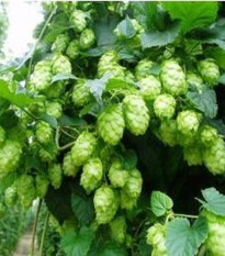 Chmeľ japonský pnúci - Humulus japonicus - semená chmeľu - 7 ks