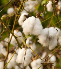 Bavlník bylinný - Gossypium herbaceum - semená bavlníka - 6 ks
