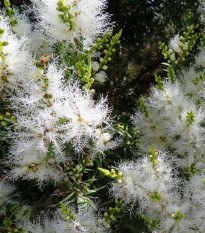Čajovníkový strom - Melaleuca acuminata - semená čajovníku - 50 ks