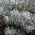 Palina pravá - Artemisia absinthum - semená paliny - 250 ks