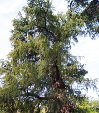 Tisovec mexický - Taxodium huegelii - semená - 5 ks