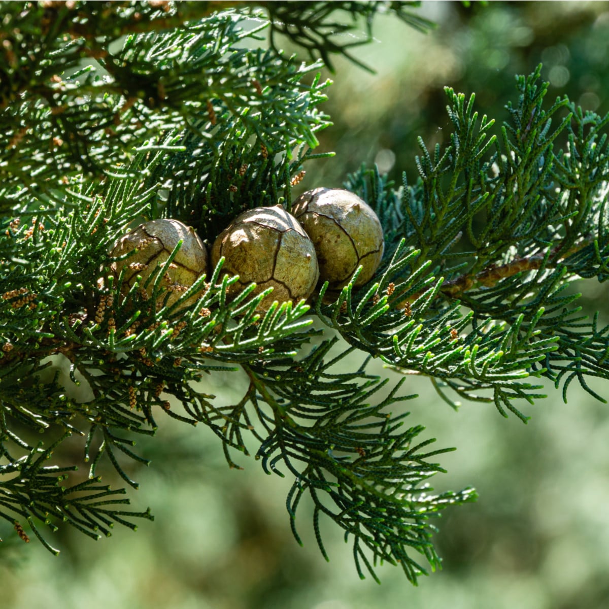 Cypruštek pravý - Cupressus sempervirens - semená cyprušteka - 7 ks