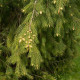 Smrek himalájsky - Picea smithiana - semená smreka - 8 ks