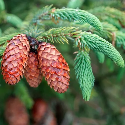 Smrek štetinatý - Picea aspera - semená smreka - 8 ks