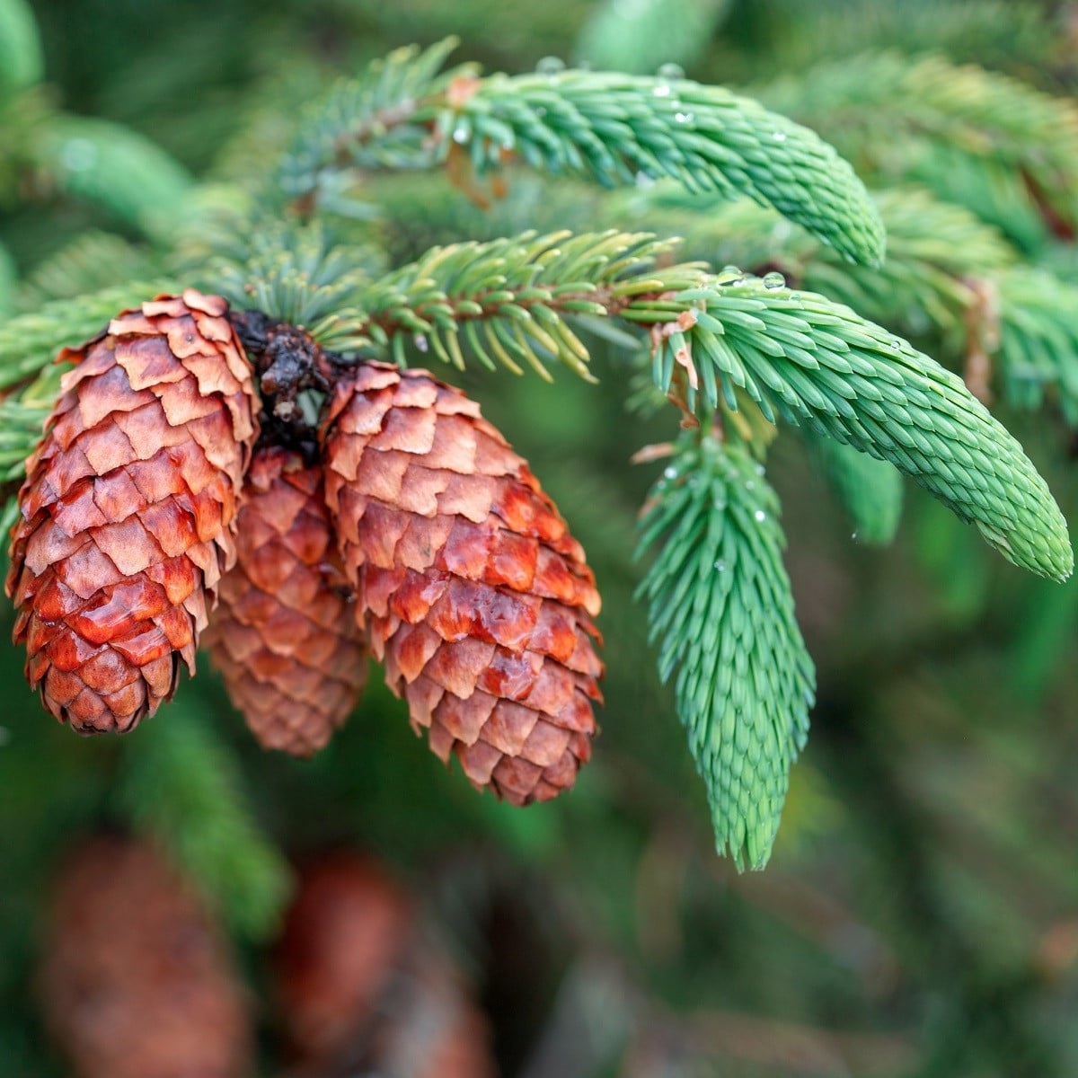 Smrek štetinatý - Picea aspera - semená smreka - 8 ks