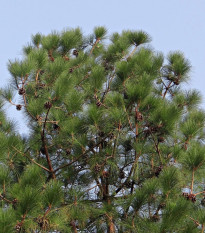 Borovica himalájska - Pinus wallichiana - semená borovice - 5 ks