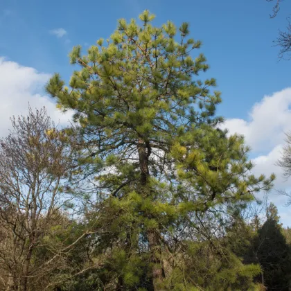 Borovica čínska - Pinus tabuliformis - bonsaj - semená borovice - 15 ks