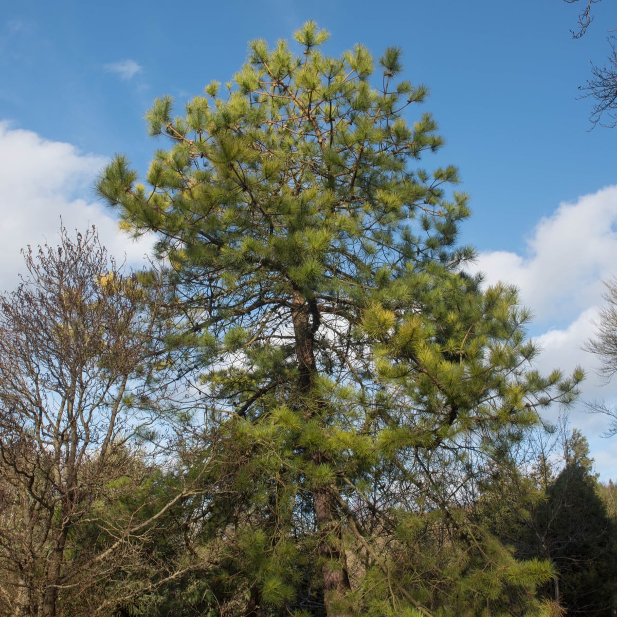 Borovica čínska - Pinus tabuliformis - bonsaj - semená borovice - 15 ks