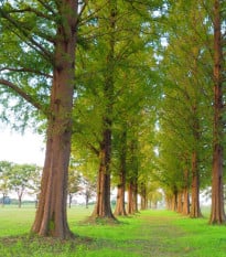 Metasekvoja čínska - Metasequoia glyptostroboides - semená metasekvoje - 10 ks
