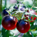 Paradajka Black Cherry - Solanum lycopersicum - semená paradajky - 6 ks
