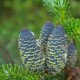 Jedľa Pindrow - Abies Pindrow - semená jedle - 15 ks