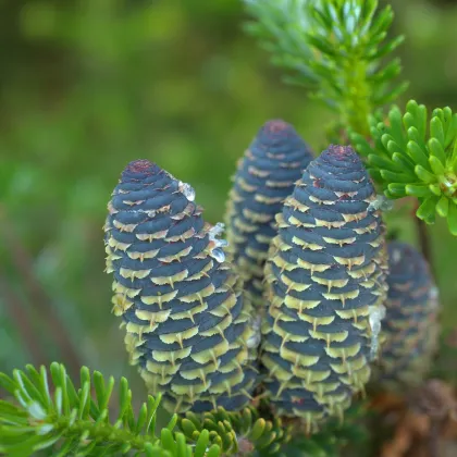 Jedľa Pindrow - Abies Pindrow - semená jedle - 15 ks