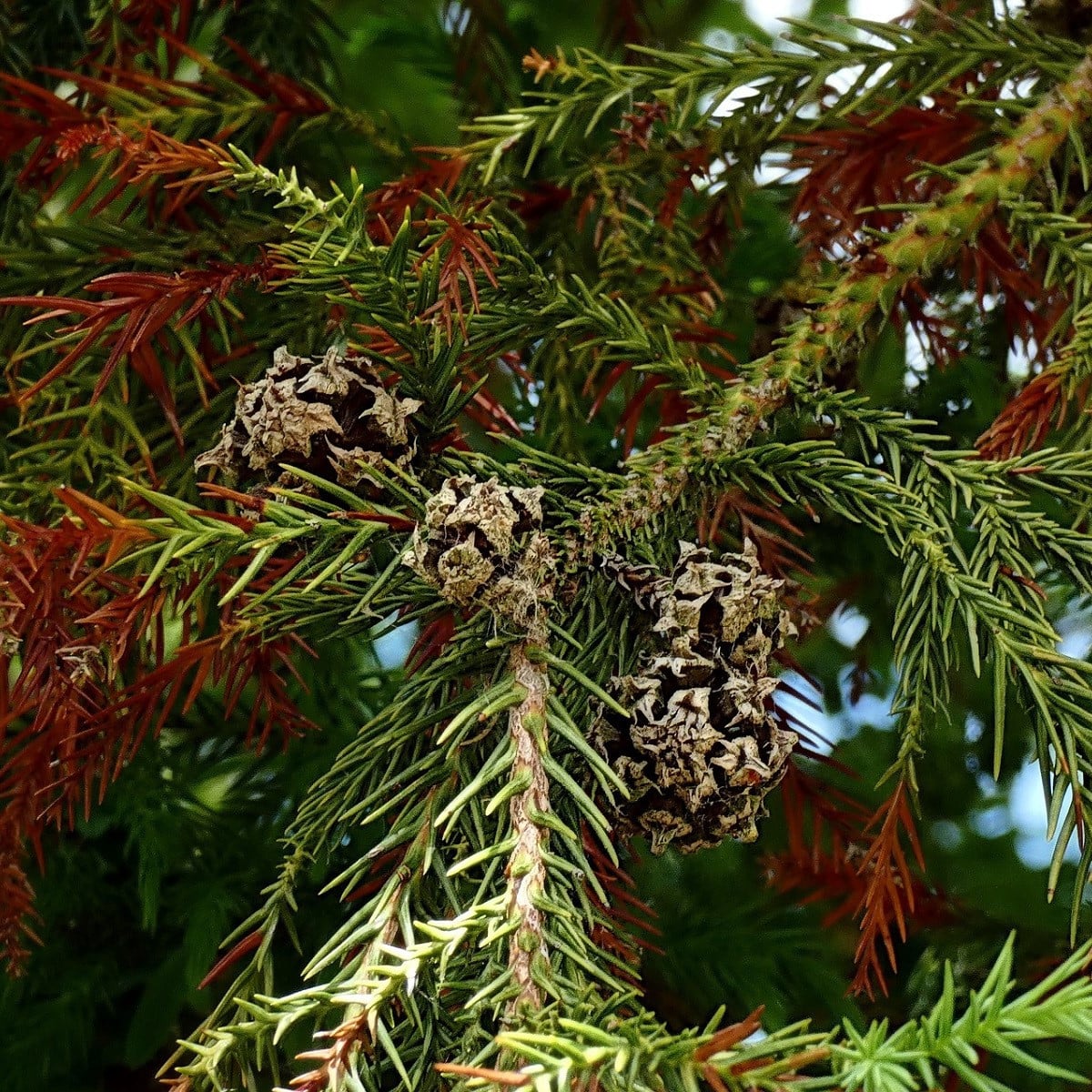 Kryptoméria japonská - Cryptomeria japonica -  japonský céder - semená cédra - 4 ks