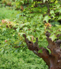 Javor Bürgerov - Acer buergeranum - semená javora - 5 ks