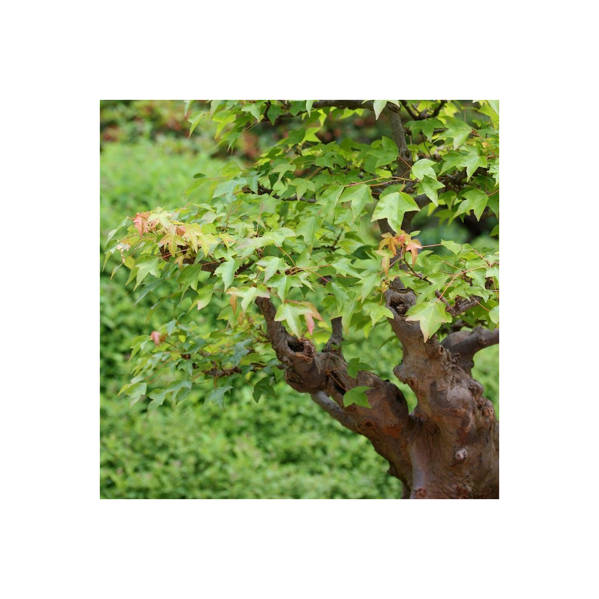 Javor Bürgerov - Acer buergeranum - semená javora - 5 ks