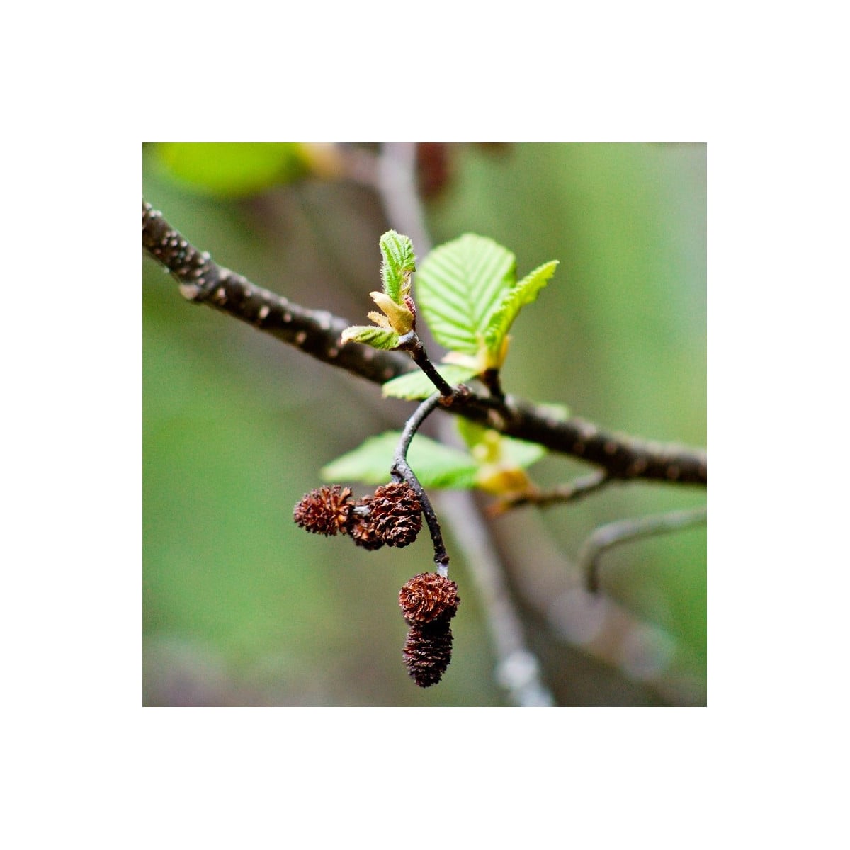 Jelša sivá - Alnus Incan - semená jelše - 8 ks