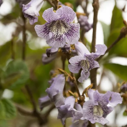 Paulovnia catalpifolia - Paulownia catalpifolia - semená paulovnie - 15 ks