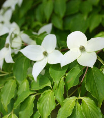 Drieň japonský - Cornus kousa - semená drieňa - 12 ks