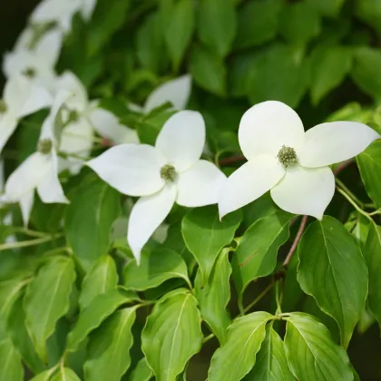 Drieň japonský - Cornus kousa - semená drieňa - 12 ks