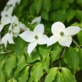 Drieň japonský - Cornus kousa - semená drieňa - 12 ks