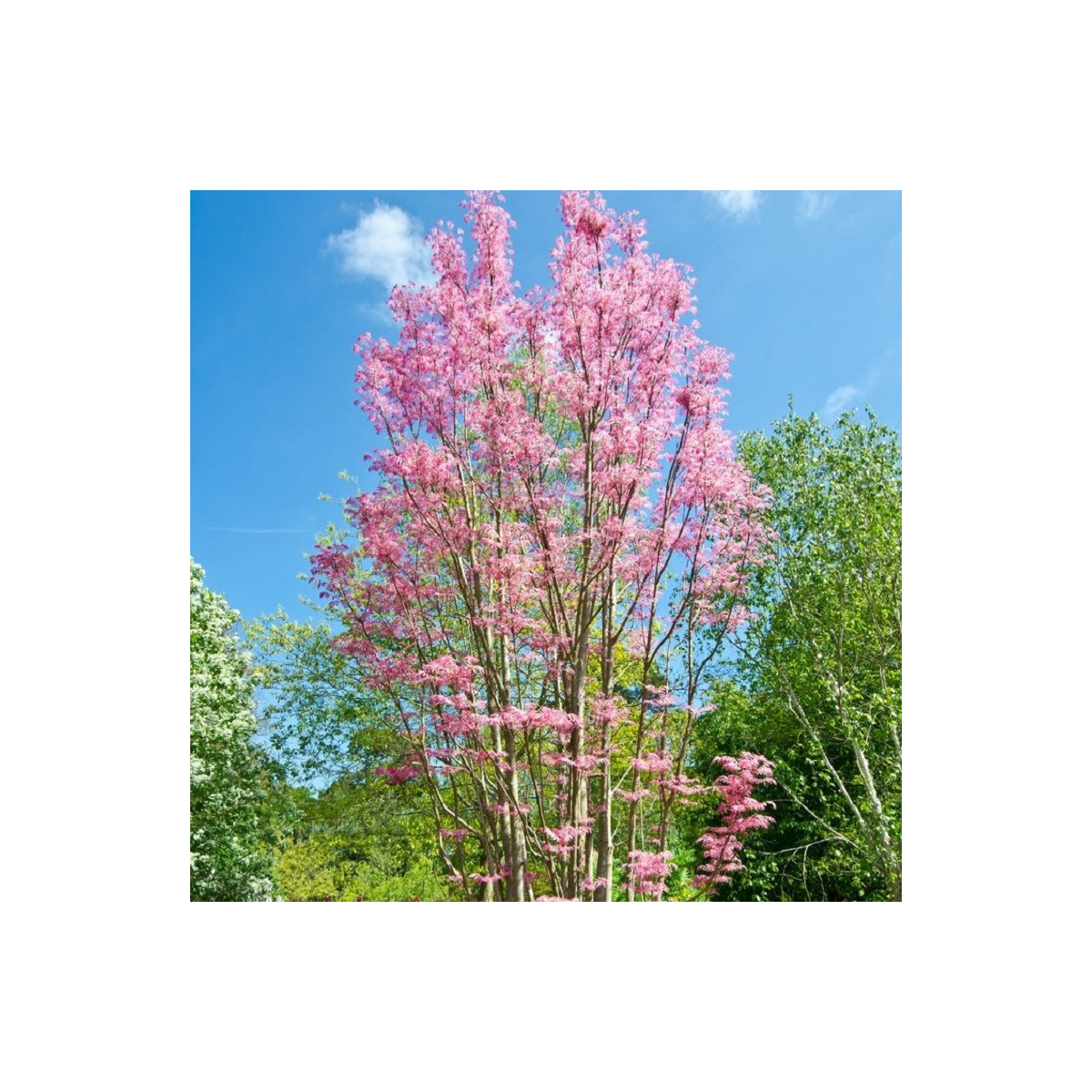 Cesnakovník čínsky - Toona sinensis - semená cesnakovníka - 7 ks