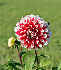 Georgína Jamaica - Dahlia - hľuzy georgíny - 1 ks