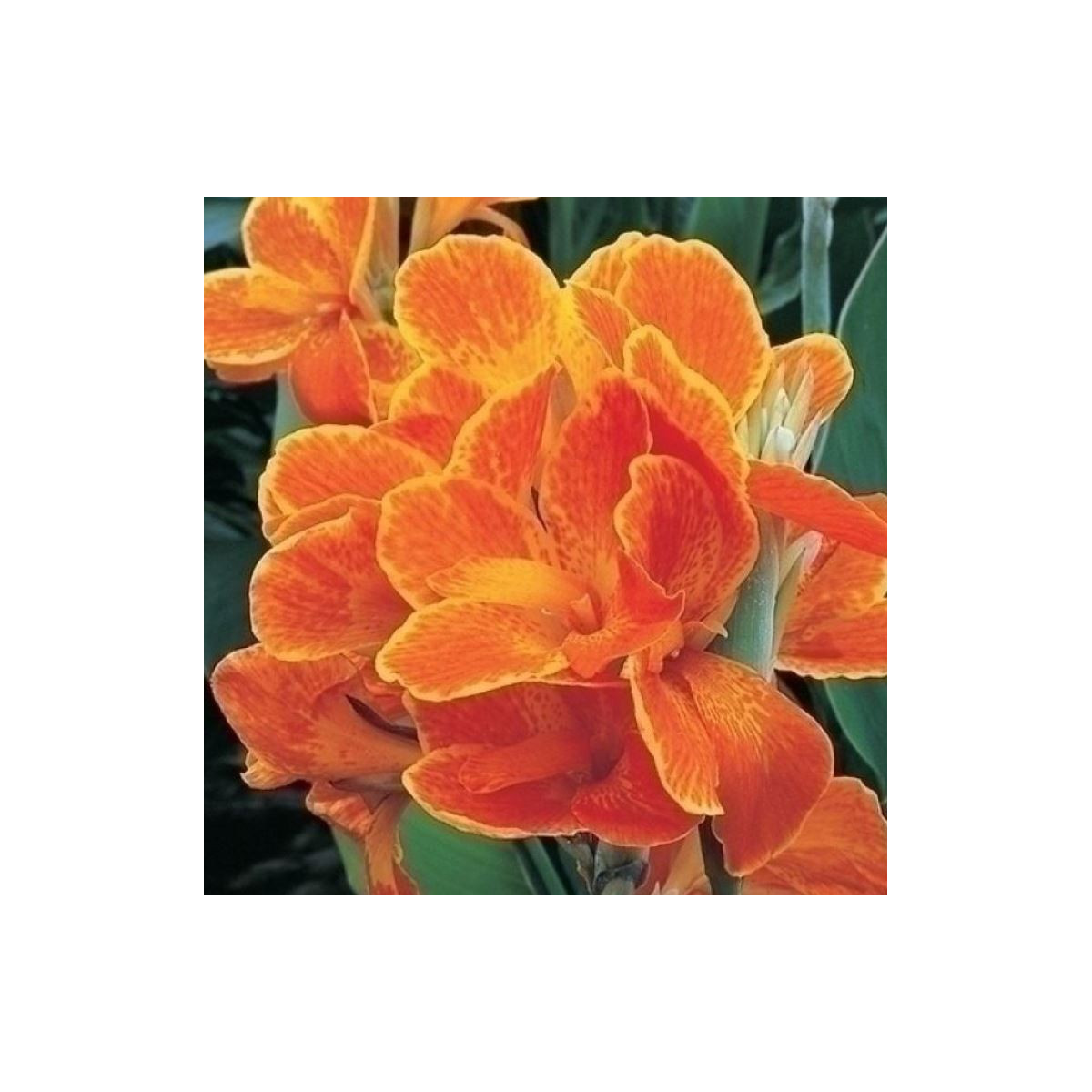 Kana Carnaval - Canna - cibuľoviny - 1 ks