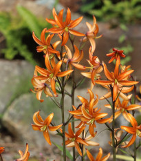 Ľalia Martagon Orange Marmelade - Lilium martagon - cibuľoviny - 1 ks