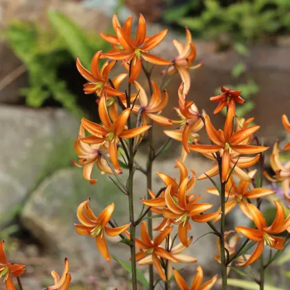 Ľalia Martagon Orange Marmelade - Lilium martagon - cibuľoviny - 1 ks