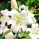 Ľalia Pretty Woman - Lilium - cibuľoviny - 1 ks