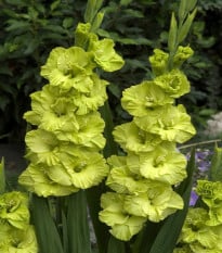 Gladiola veľkokvetá - Gladiolus Green Star - gladioly - hľuzy gladioly - 3 ks