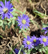 Sasanka Blue Shades - Anemone blanda - hľuzy sasaniek - 3 ks