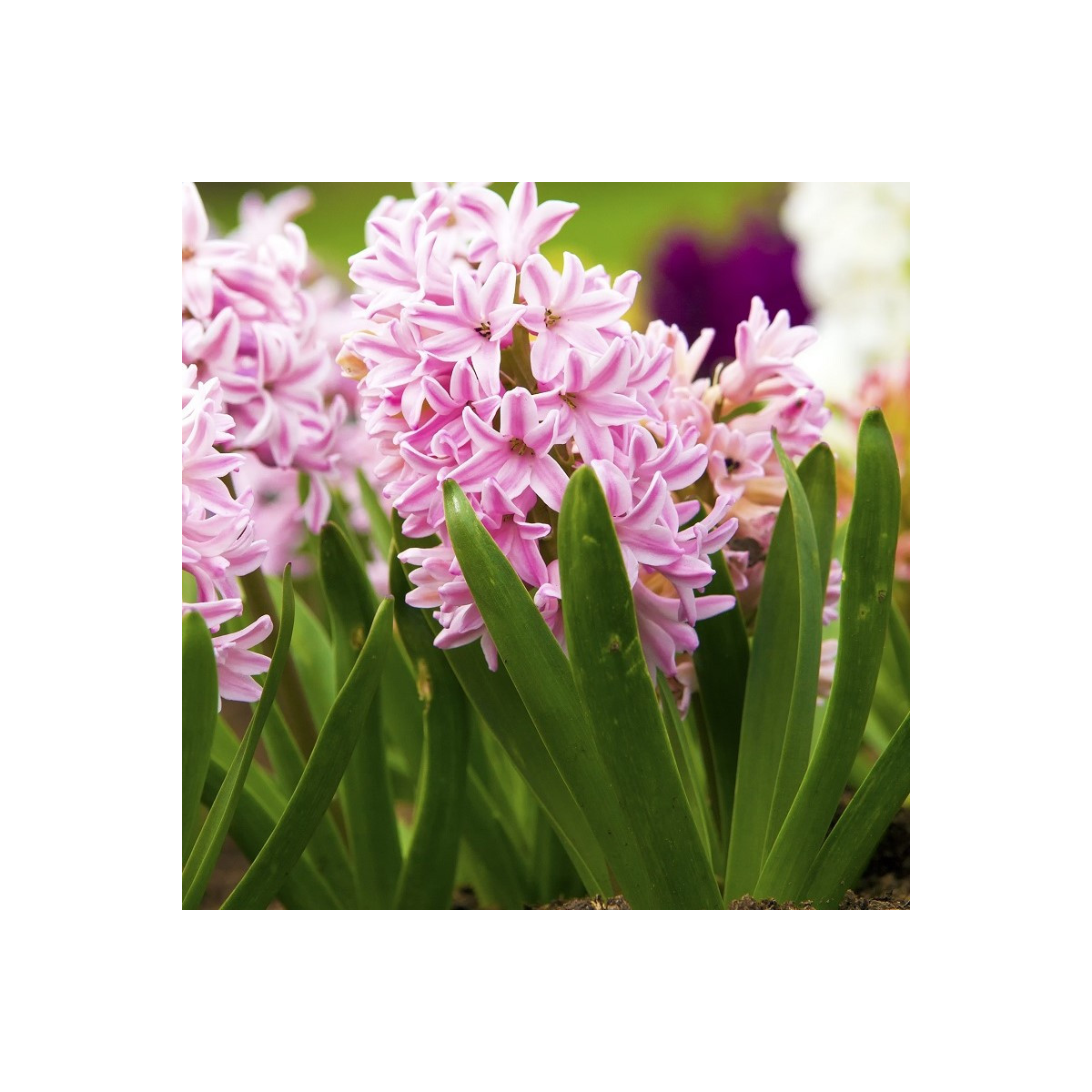 Hyacint Fondant - Hyacinthus fondante - cibuľa hyacintu - 1 ks