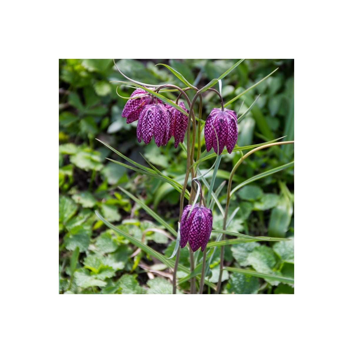 Korunkovka strakatá - Fritillaria meleagris - cibuľoviny - 3 ks