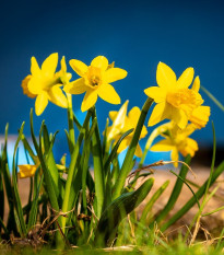 Narcis Baby Moon - Narcissus jonquilla - cibuľoviny - 3 ks