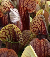 Saracénia krídlatá obrovská - Sarracenia alata giant - semená - 12 ks