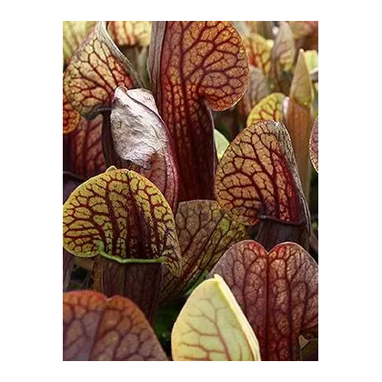 Saracénia krídlatá obrovská - Sarracenia alata giant - semená - 12 ks