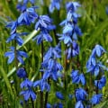 Scila sibírska - Scilla siberica - cibule scily - 3 ks