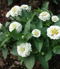 Cínia pôvabná biela - Zinnia elegans - semená - 50 ks