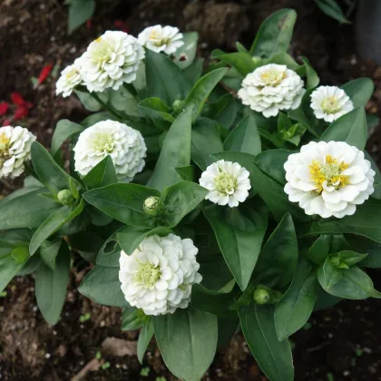Cínia pôvabná biela - Zinnia elegans - semená - 50 ks