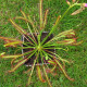 Rosička červená Giftberg - Drosera capensis - semená rosičky - 15 ks