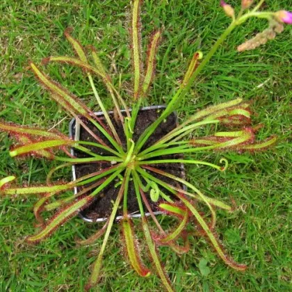 Rosička červená Giftberg - Drosera capensis - semená rosičky - 15 ks