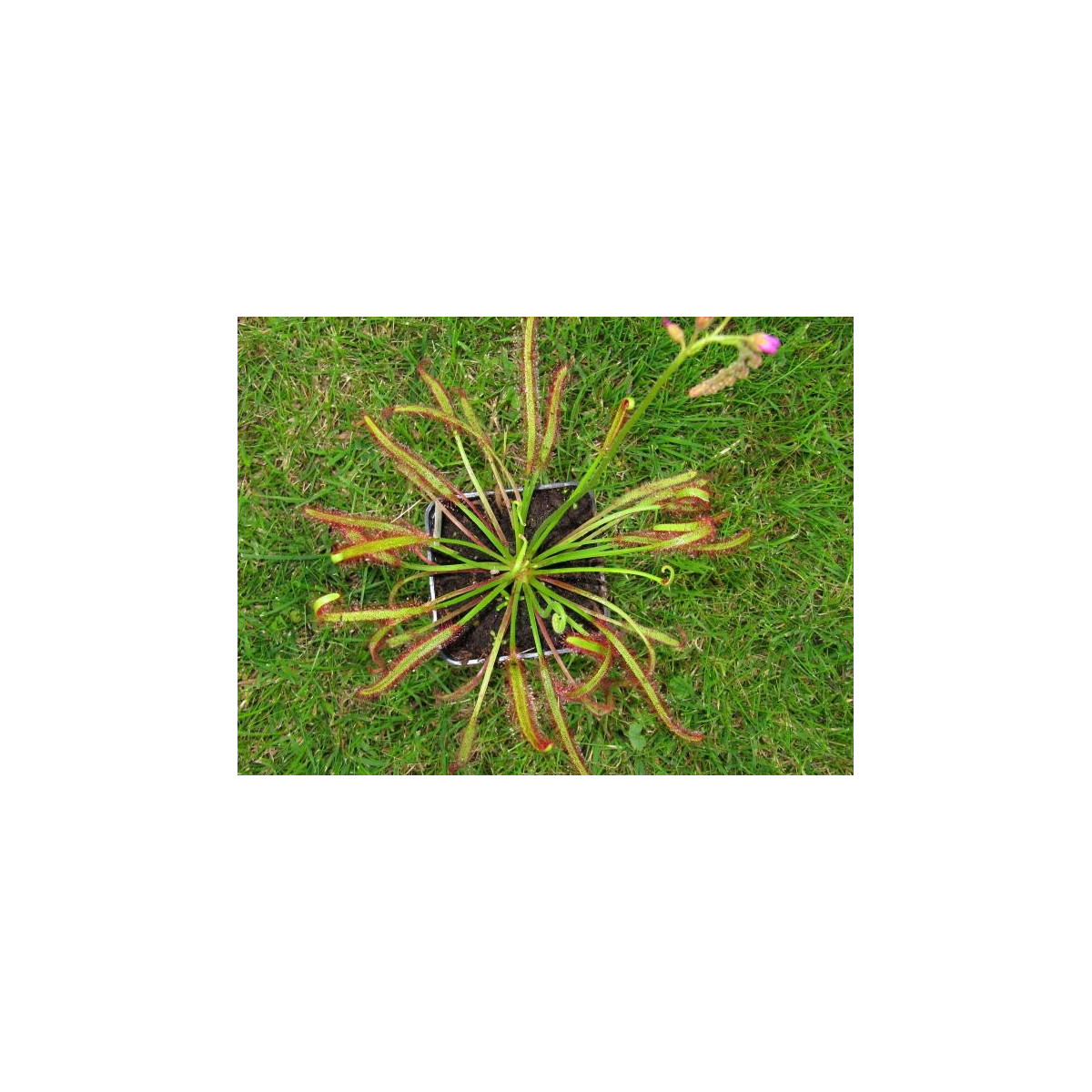 Rosička červená Giftberg - Drosera capensis - semená rosičky - 15 ks