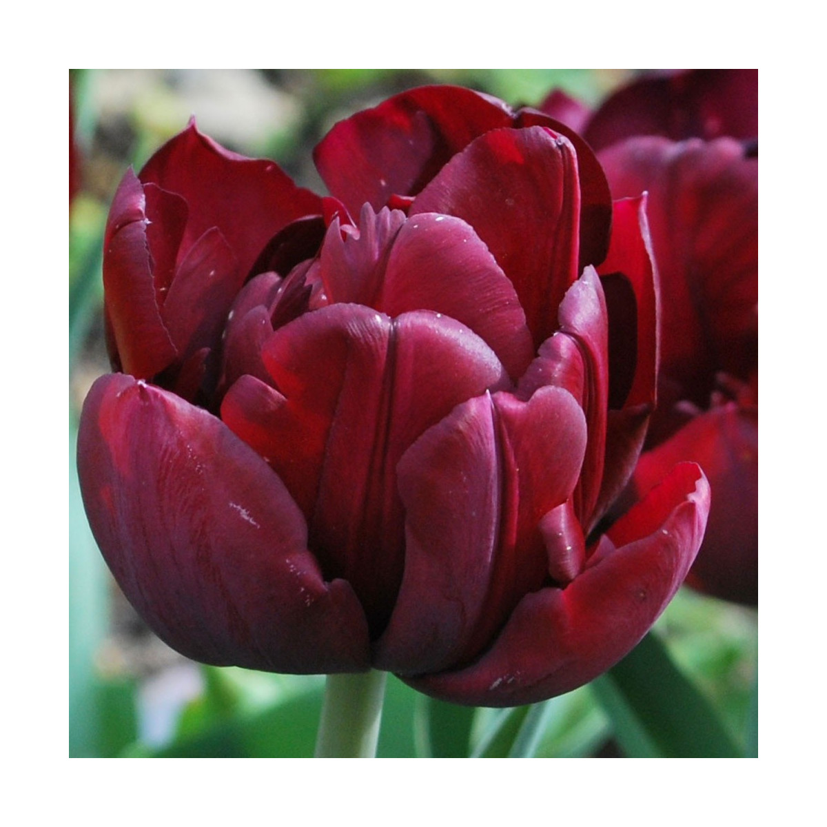 Tulipán Uncle Tom - Tulipa - cibuľoviny - 3 ks