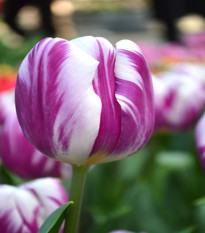 Tulipán Striped Flag - Tulipa - cibuľoviny - 3 ks