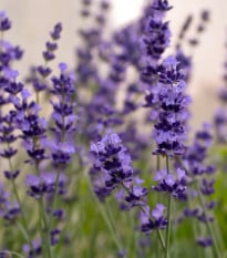 Levanduľa Hidcote Blue Strain - Lavandula angustifolia - semená levandule - 30 ks
