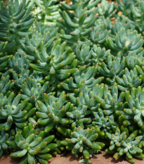 Rozchodník španielsky - Sedum hispanicum - semená rozchodníka - 100 ks