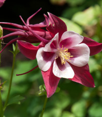 Orlíček Red Stars - Aquilegia caerulea - semená orlíčka - 100 ks